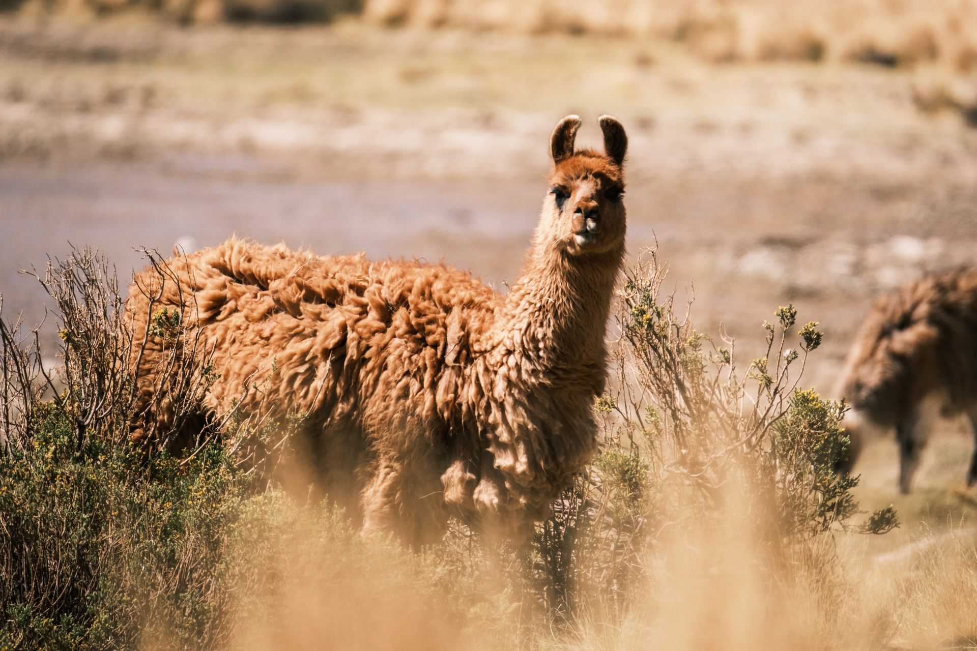 Ein Alpaca im Altiplano von Bolivien.