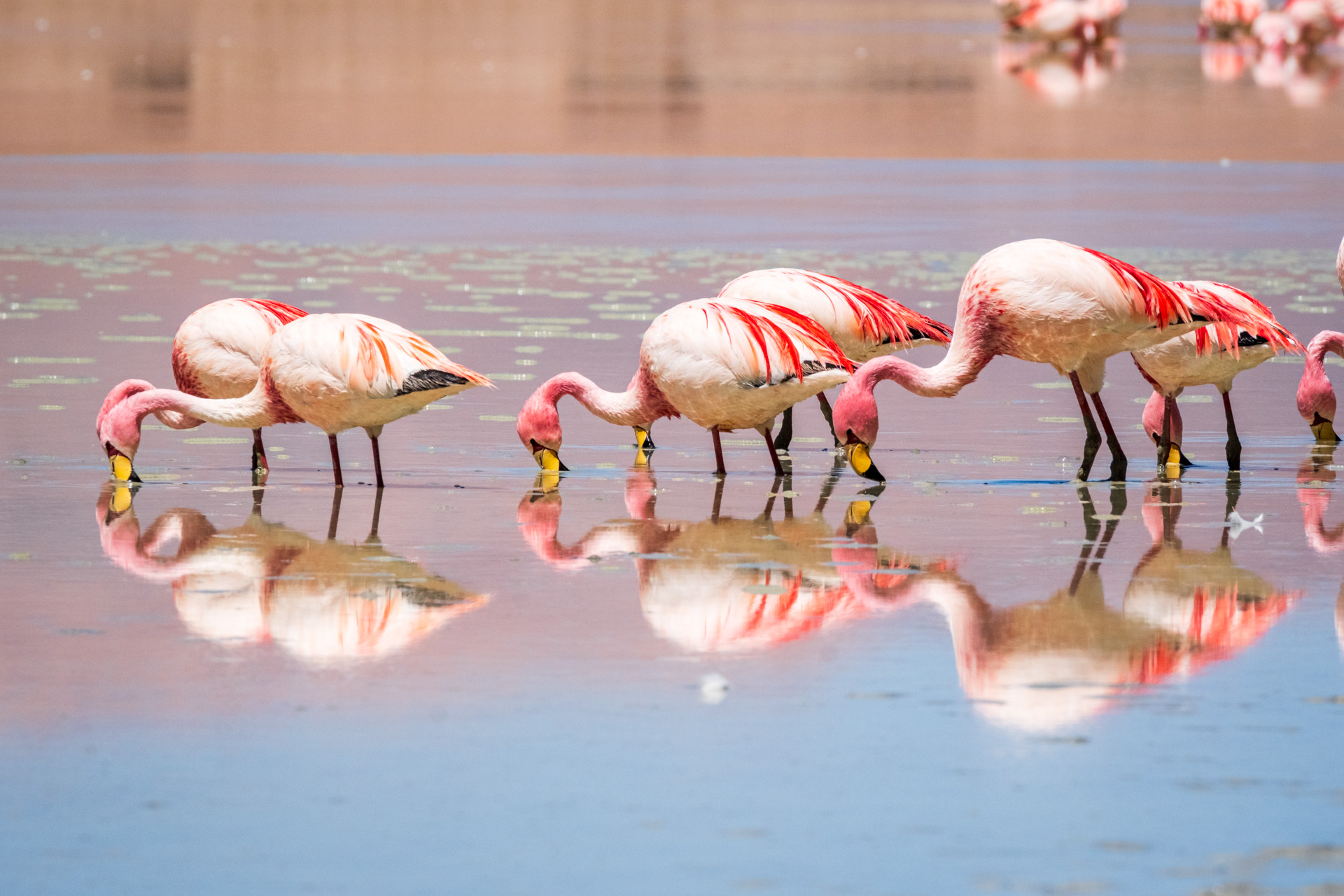 Eine Gruppe Flamingos im Altiplano Boliviens.