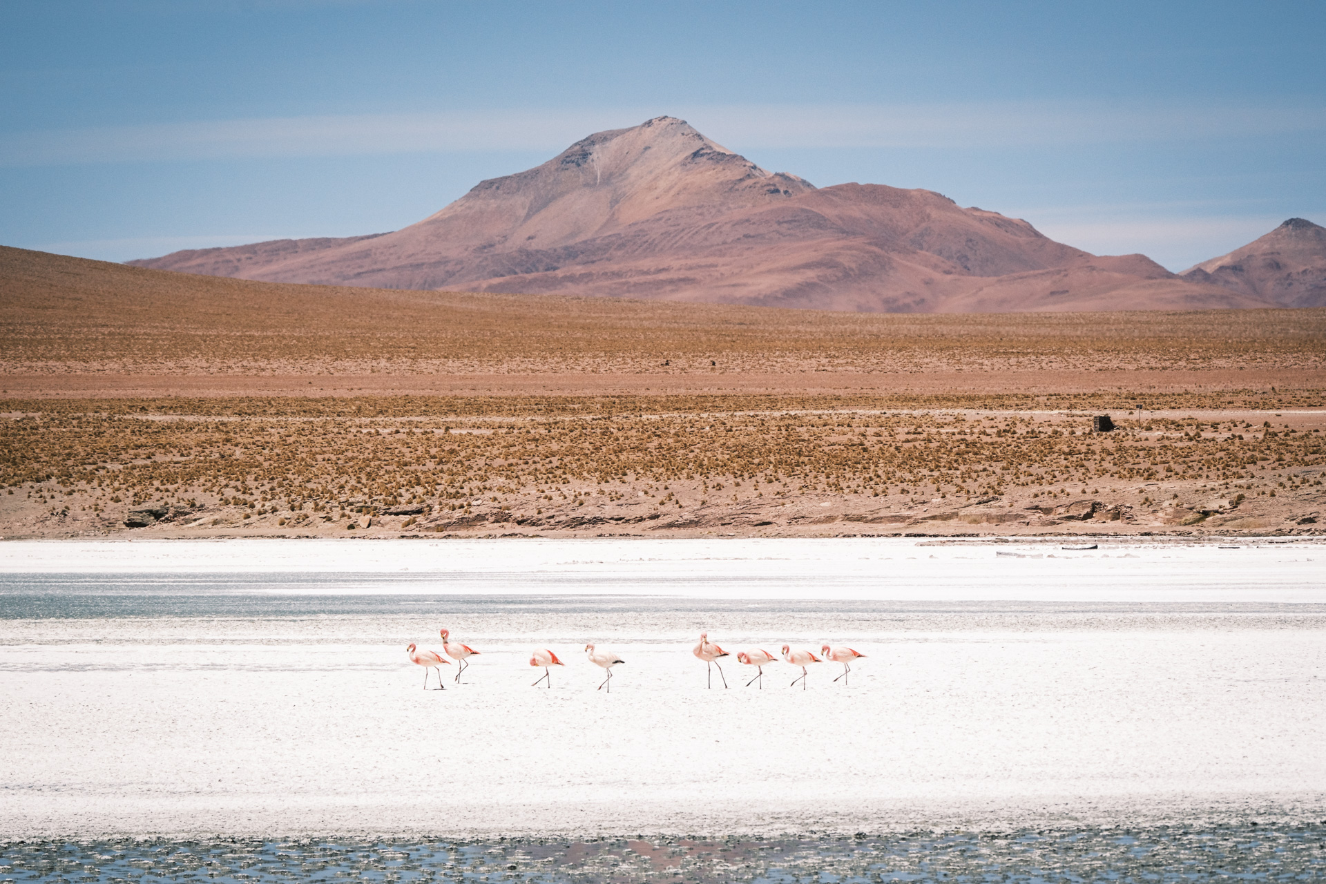 Flamingos in einer Salzlagune in Bolivien.