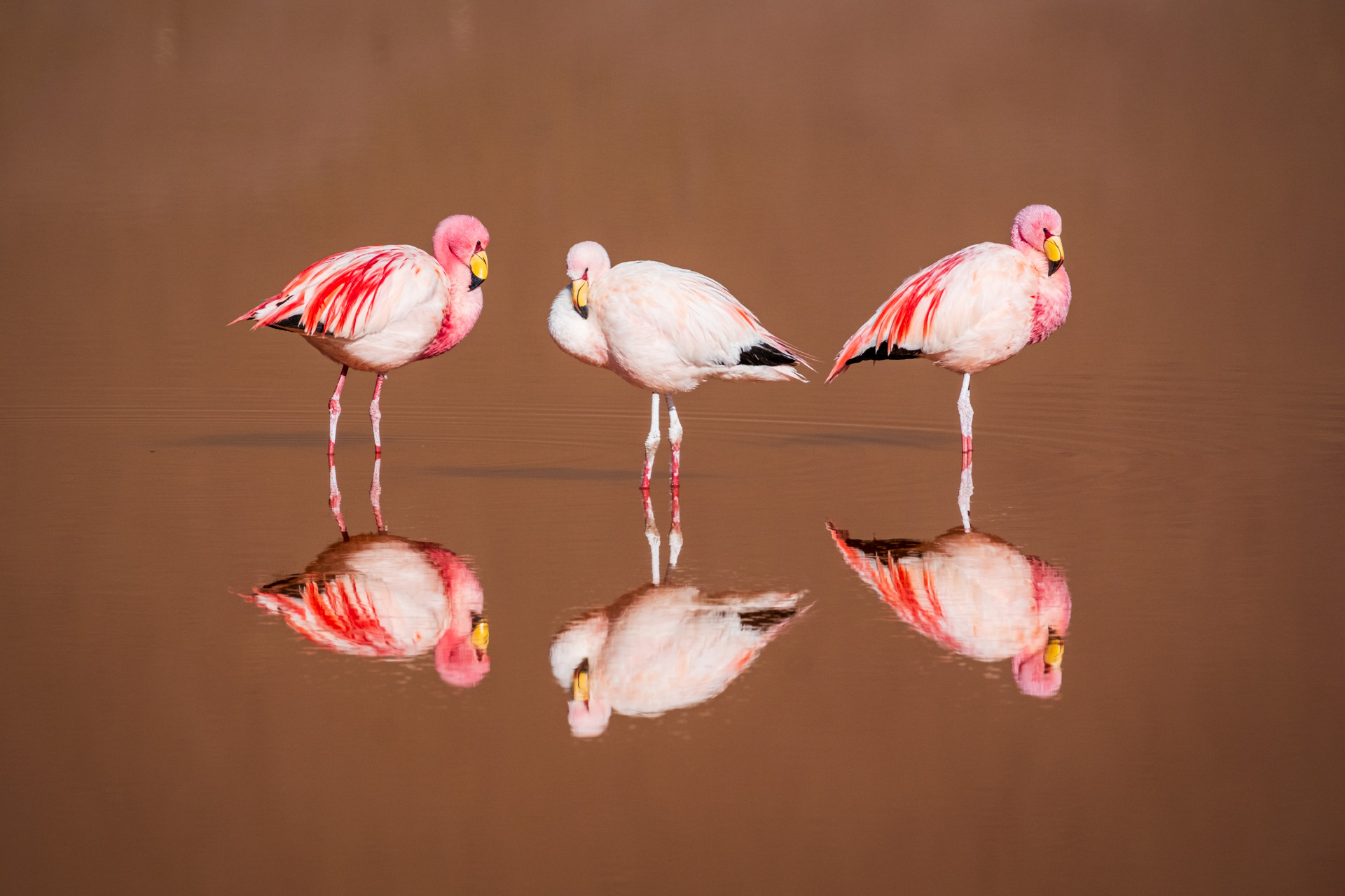 Flamingos spiegeln sich in einer Lagune in den Hochanden Boliviens.