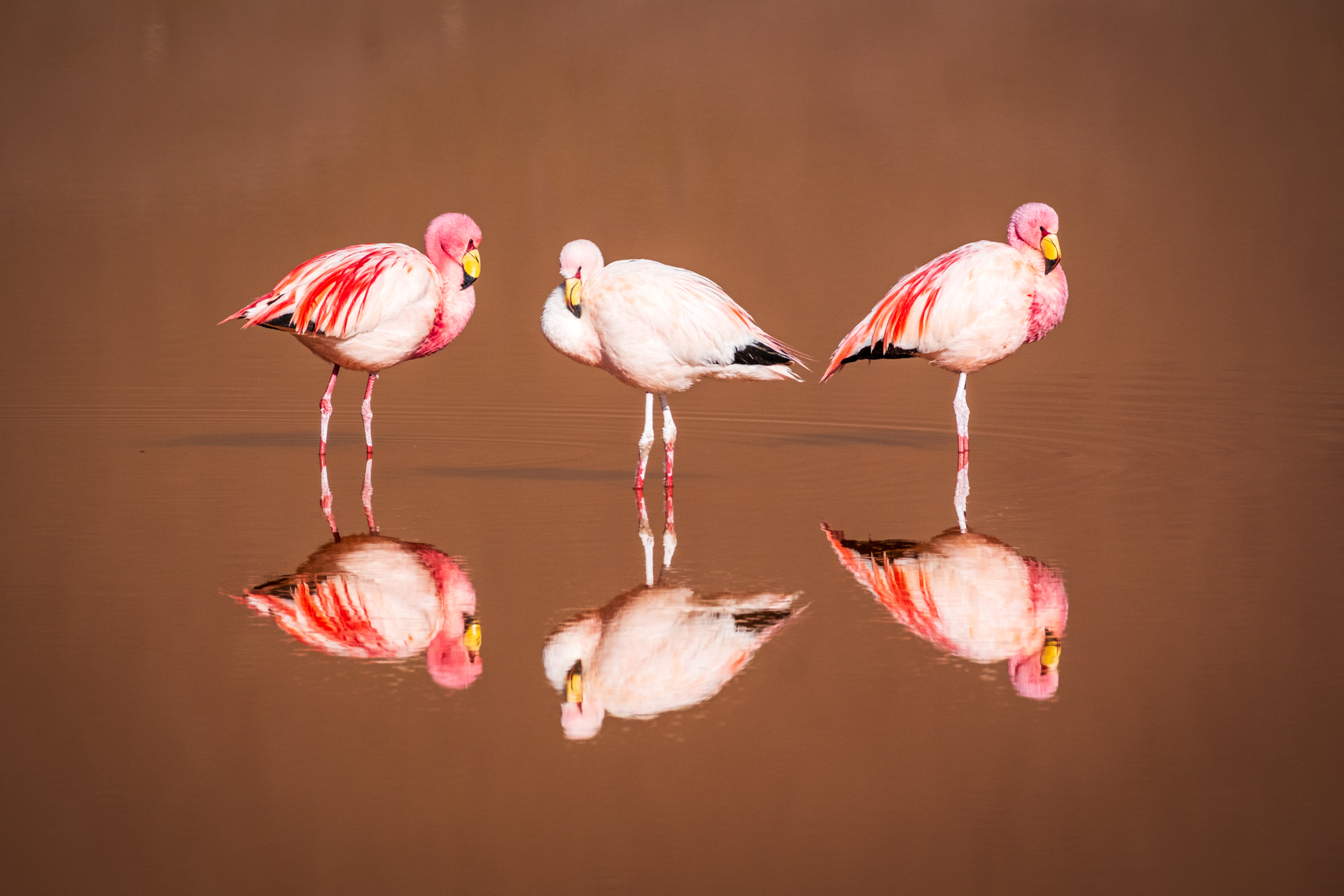 Flamingos im Altiplano Boliviens.