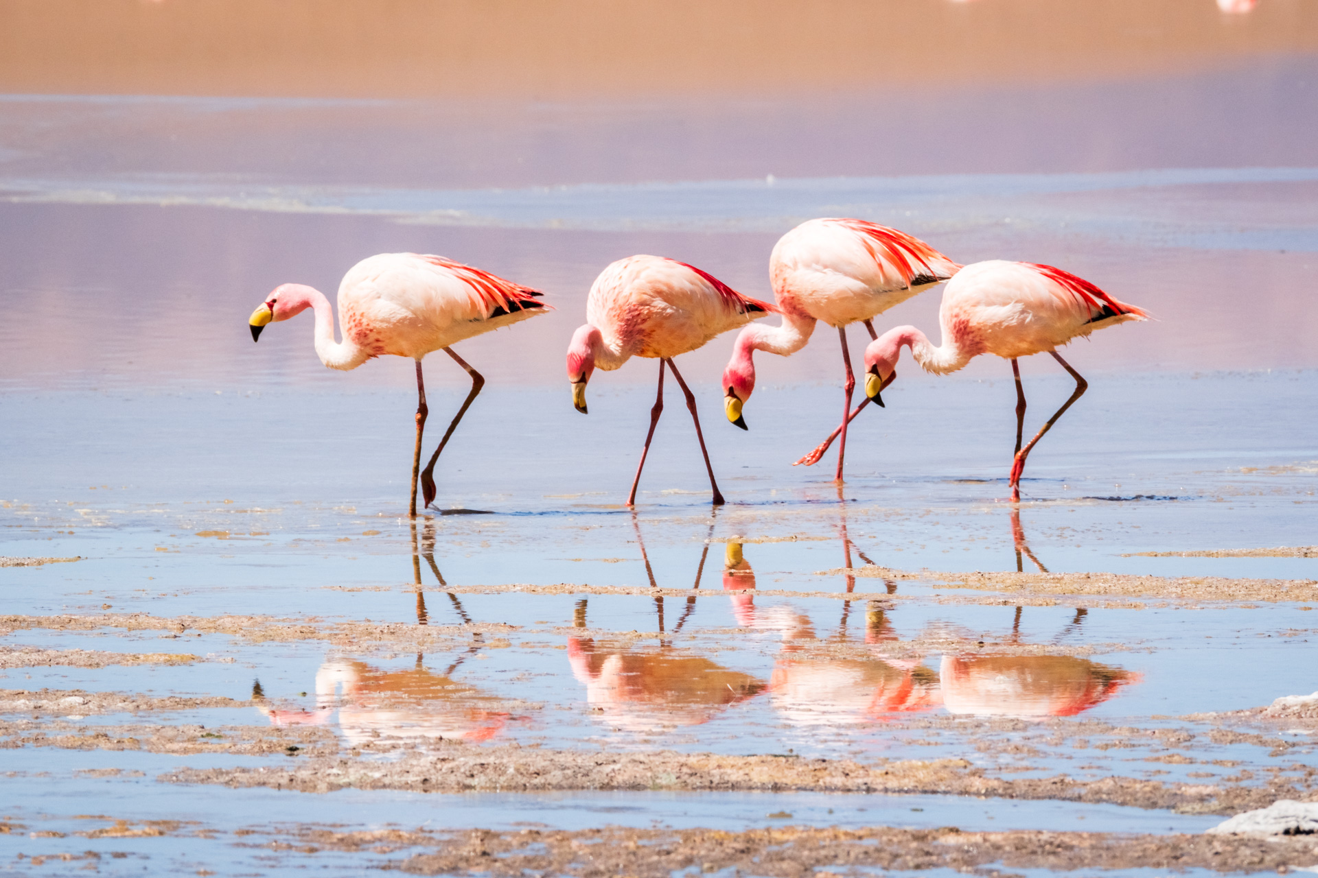 Vier Flamingos in einer Lagune in Bolivien.