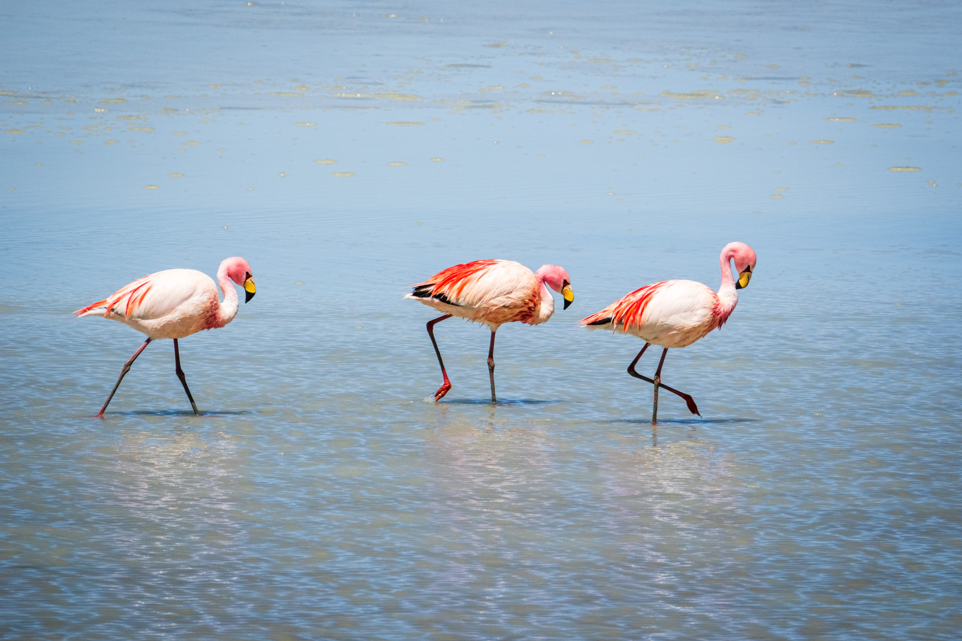 Drei Flamingos in einer Lagune in Bolivien.