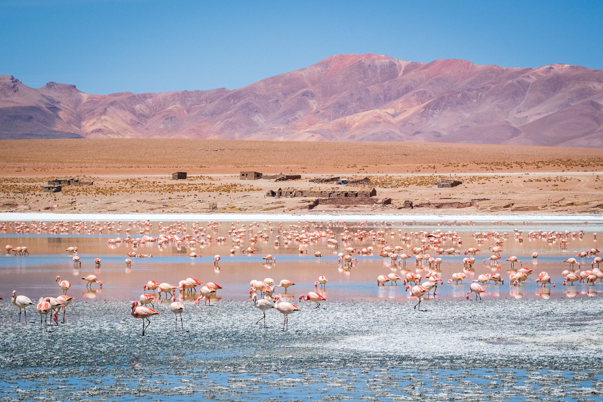 Tausende Flamingos in einer Lagune im Altiplano Boliviens.