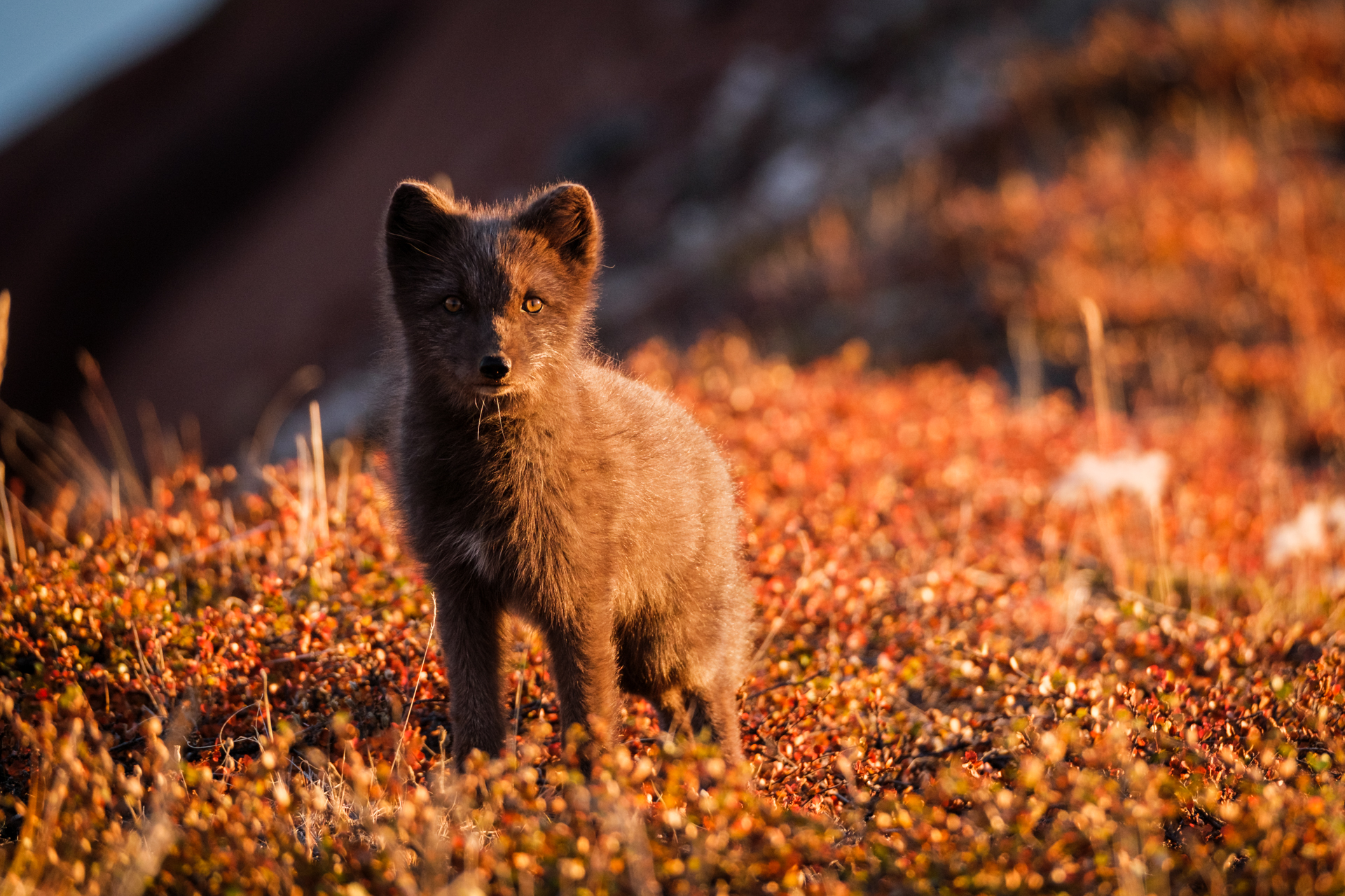 A curious polar fox on Red Island in Scoresbysund.