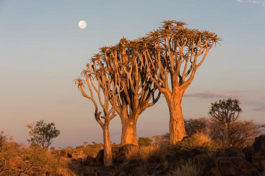 Fotoreise Namibia 2025