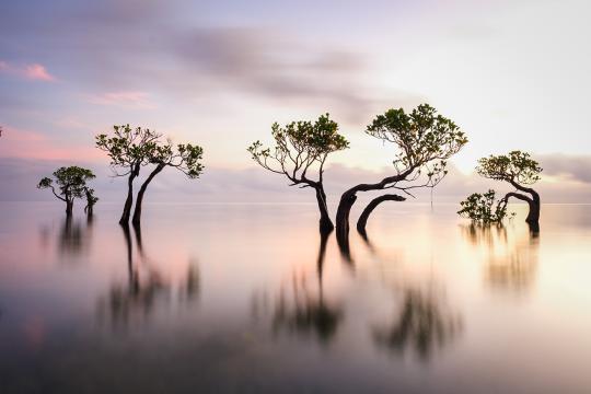 Dancing Trees of Sumba.